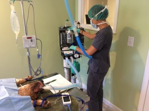 anesthesia adjustments for spay