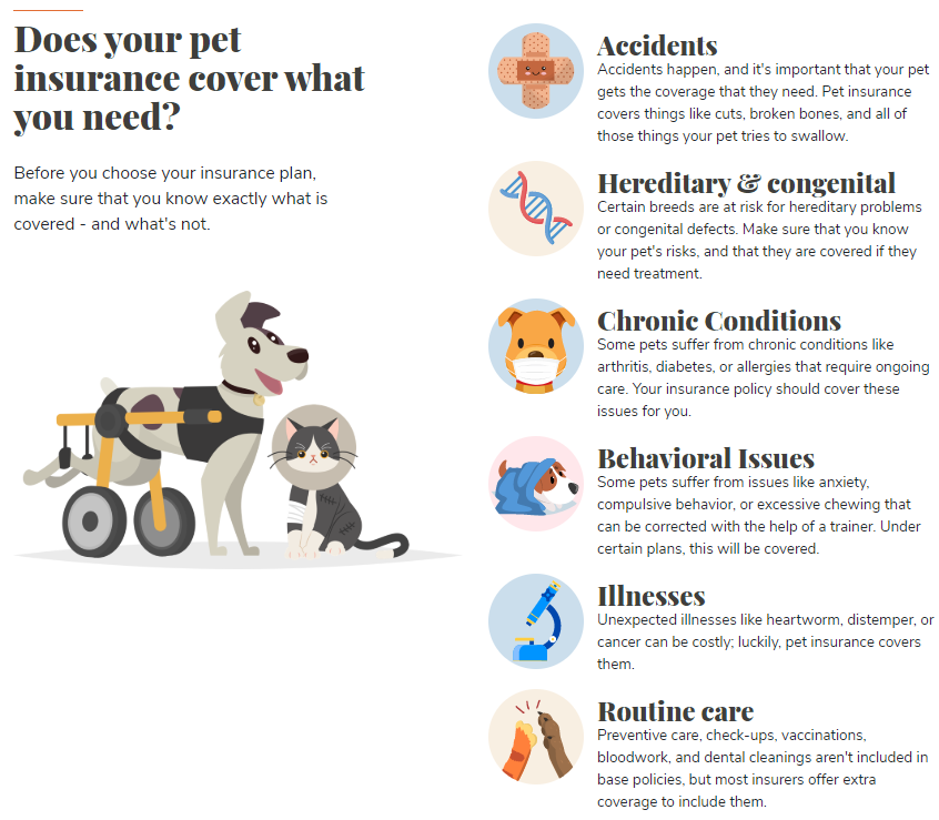 What Does Dog Insurance Cover?  